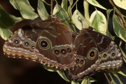 *Le Morpho bleu. Un couple (Lpidoptre - Nymphalidae - Morpho peleides)